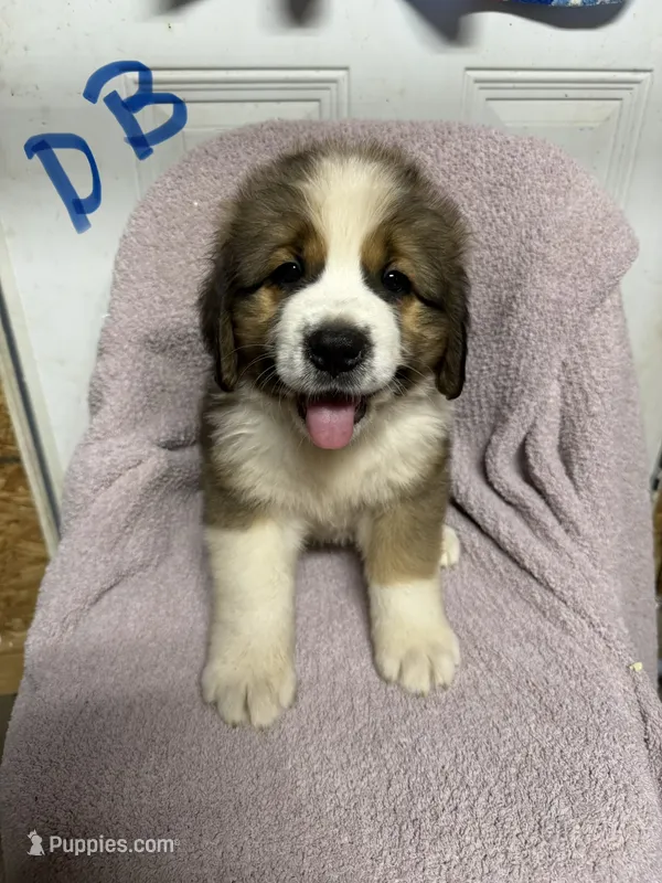 Dark Blue – Bernese Mountain Dog, Saint Bernard puppy for sale in Delmont, SD