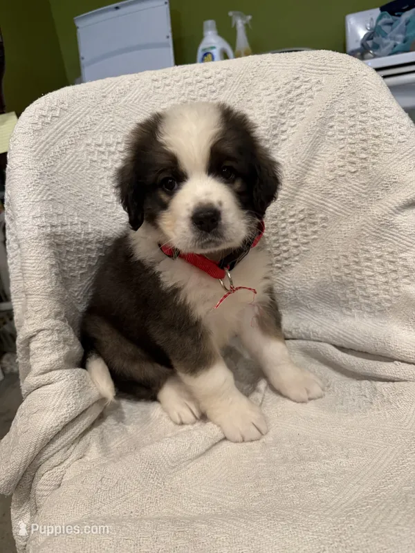 Red w Ribbon – Bernese Mountain Dog, Saint Bernard puppy for sale in Delmont, SD