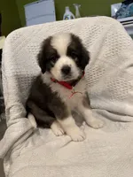 Red w Ribbon, a female Bernese Mountain Dog and Saint Bernard for sale in Delmont, SD – 1 of 1