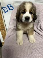 Dark Blue, a male Bernese Mountain Dog and Saint Bernard for sale in Delmont, SD – 2 of 2