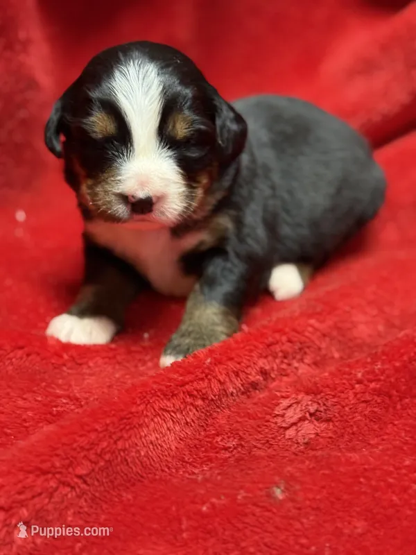Neon pink – Bernese Mountain Dog puppy for sale in Delmont, SD