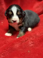 Neon pink, a female Bernese Mountain Dog for sale in Delmont, SD – Photo 1 of 2