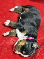 Neon pink, a female Bernese Mountain Dog for sale in Delmont, SD – Photo 2 of 2