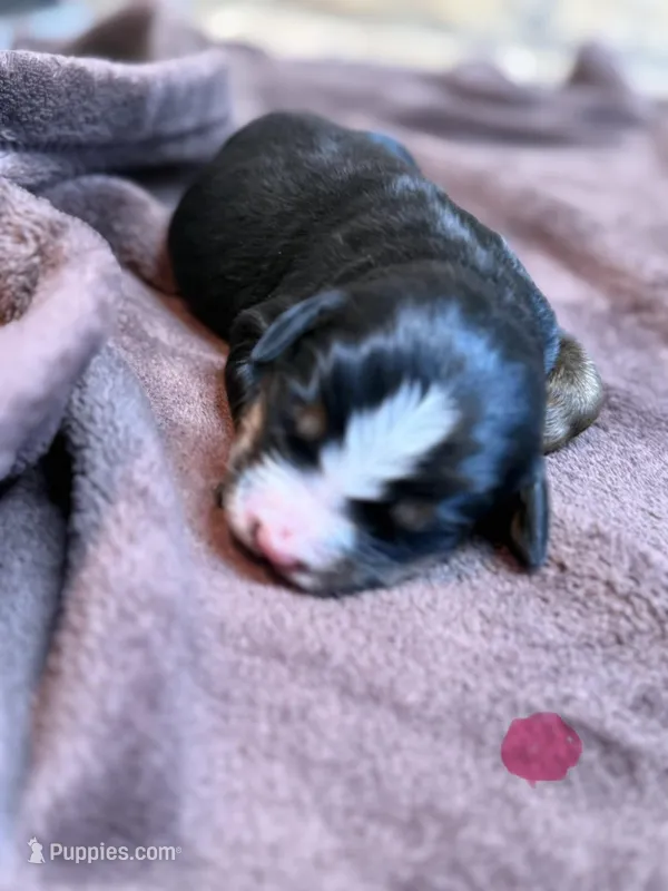 Pink 3 – Bernese Mountain Dog puppy for sale in Delmont, SD