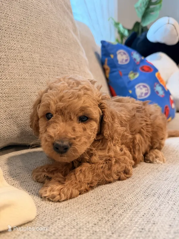 Daisy – Miniature Goldendoodle puppy for sale in Richmond, TX