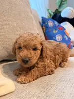 Daisy, a female Miniature Goldendoodle for sale in Richmond, TX – 1 of 5