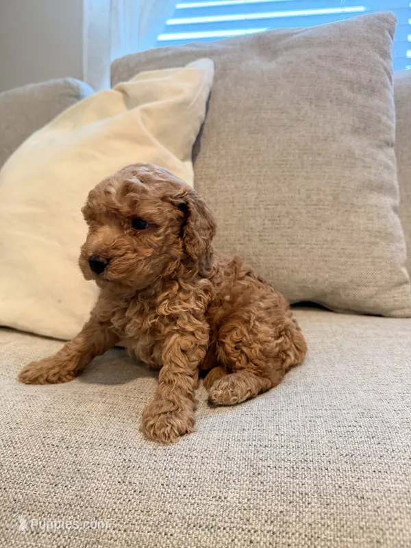 Biscuit – Miniature Goldendoodle puppy for sale in Richmond, TX