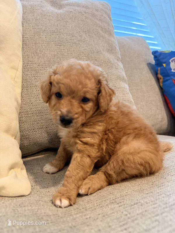 Sunny – Miniature Goldendoodle puppy for sale in Richmond, TX