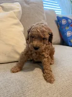Biscuit, a male Miniature Goldendoodle for sale in Richmond, TX – 2 of 6