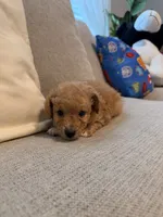 Sunny, a male Miniature Goldendoodle for sale in Richmond, TX – 2 of 4