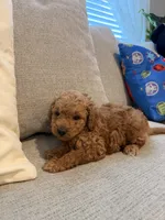 Daisy, a female Miniature Goldendoodle for sale in Richmond, TX – 4 of 5