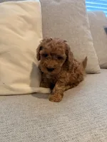 Bear, a male Miniature Goldendoodle for sale in Richmond, TX – 4 of 5