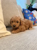 Daisy, a female Miniature Goldendoodle for sale in Richmond, TX – 3 of 5