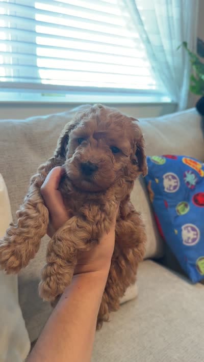 Bear, a male Miniature Goldendoodle for sale in Richmond, TX – 5 of 5