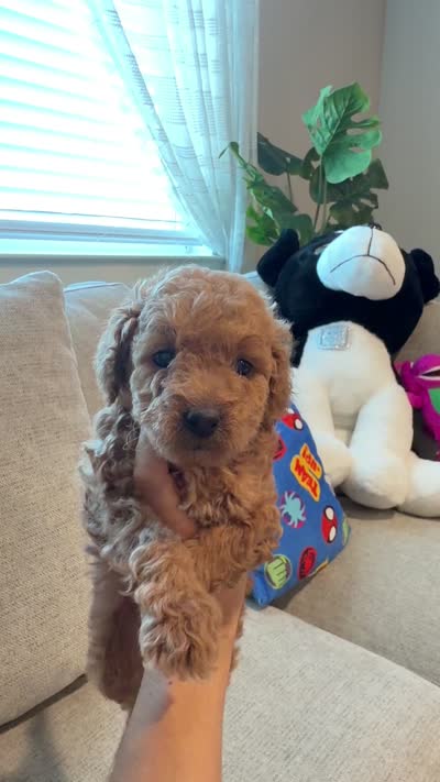 Daisy, a female Miniature Goldendoodle for sale in Richmond, TX – 5 of 5