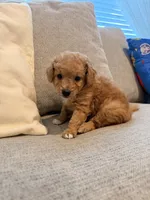 Sunny, a male Miniature Goldendoodle for sale in Richmond, TX – 3 of 4