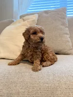 Biscuit, a male Miniature Goldendoodle for sale in Richmond, TX – 4 of 6