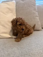 Bear, a male Miniature Goldendoodle for sale in Richmond, TX – 2 of 5