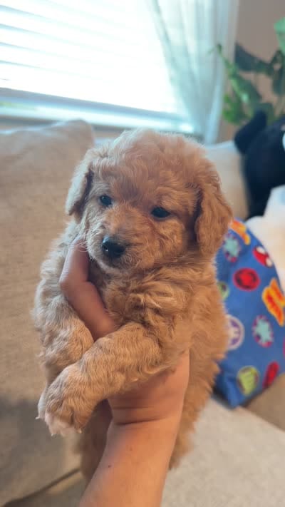 Sunny, a male Miniature Goldendoodle for sale in Richmond, TX – 4 of 4