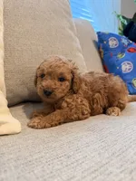 Daisy, a female Miniature Goldendoodle for sale in Richmond, TX – 2 of 5