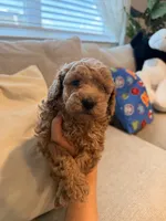 Biscuit, a male Miniature Goldendoodle for sale in Richmond, TX – 3 of 6