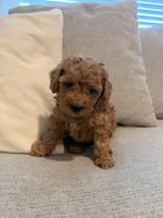 Bear, a male Miniature Goldendoodle for sale in Richmond, TX – 1 of 5