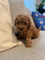 Bear, a male Miniature Goldendoodle for sale in Richmond, TX – 3 of 5