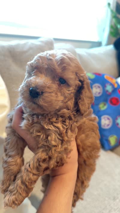 Biscuit, a male Miniature Goldendoodle for sale in Richmond, TX – 6 of 6