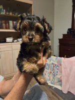 Princess, a female Yorkshire Terrier for sale in Tucson, AZ – 2 of 6