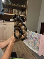 Princess, a female Yorkshire Terrier for sale in Tucson, AZ – 3 of 6