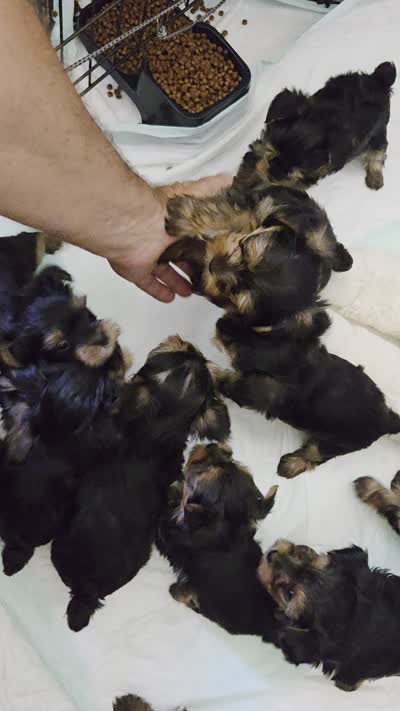 Milo, a male Yorkshire Terrier for sale in Tucson, AZ – 1 of 1