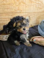 Princess, a female Yorkshire Terrier for sale in Tucson, AZ – 5 of 6