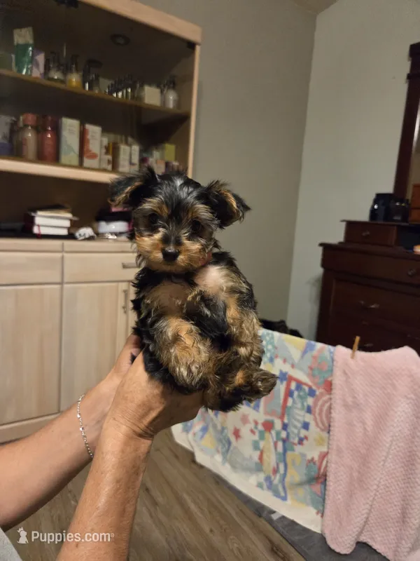 Princess – Yorkshire Terrier puppy for sale in Tucson, AZ