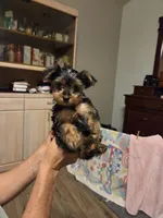 Princess, a female Yorkshire Terrier for sale in Tucson, AZ – 1 of 6
