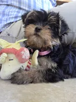 Princess, a female Yorkshire Terrier for sale in Tucson, AZ – 6 of 6