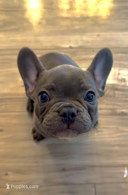 Paco – French Bulldog puppy for sale in Minneapolis, MN