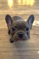 Paco, a male French Bulldog for sale in Minneapolis, MN – 1 of 1