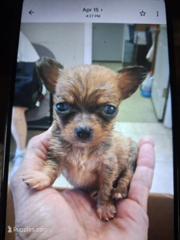 Petunia , a female Chihuahua for sale in Big Sandy, TX – Photo 1 of 1