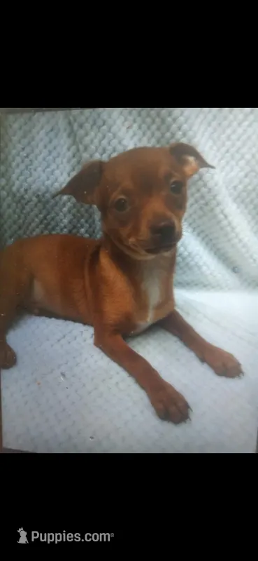 Bo – Chihuahua puppy for sale in Big Sandy, TX