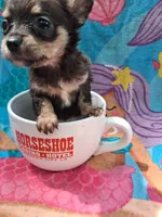 Miss Tina Turner , a female Chihuahua for sale in Big Sandy, TX – 5 of 5
