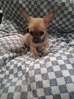 Sarge , a male Chihuahua for sale in Big Sandy, TX – Photo 2 of 2