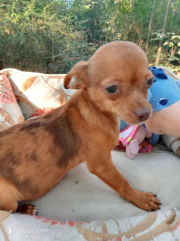 Tuti Fruti – Chihuahua puppy for sale in Big Sandy, TX