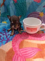 Miss Tina Turner , a female Chihuahua for sale in Big Sandy, TX – 2 of 5