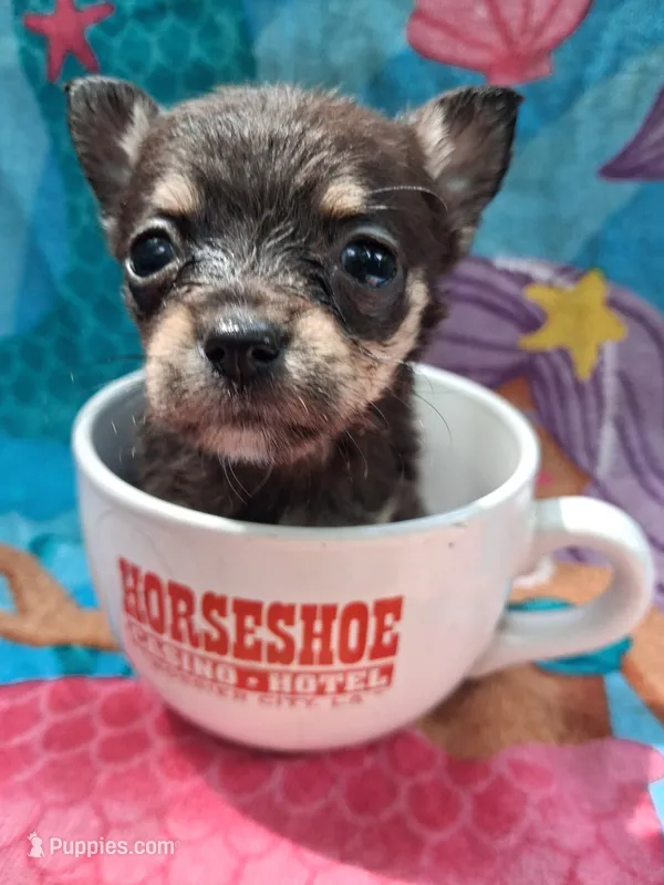 Miss Tina Turner  – Chihuahua puppy for sale in Big Sandy, TX