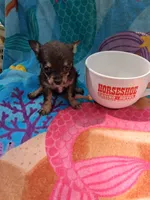 Miss Tina Turner , a female Chihuahua for sale in Big Sandy, TX – 3 of 5