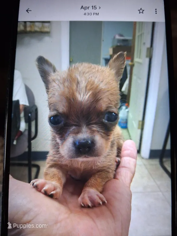Princess  – Chihuahua puppy for sale in Big Sandy, TX