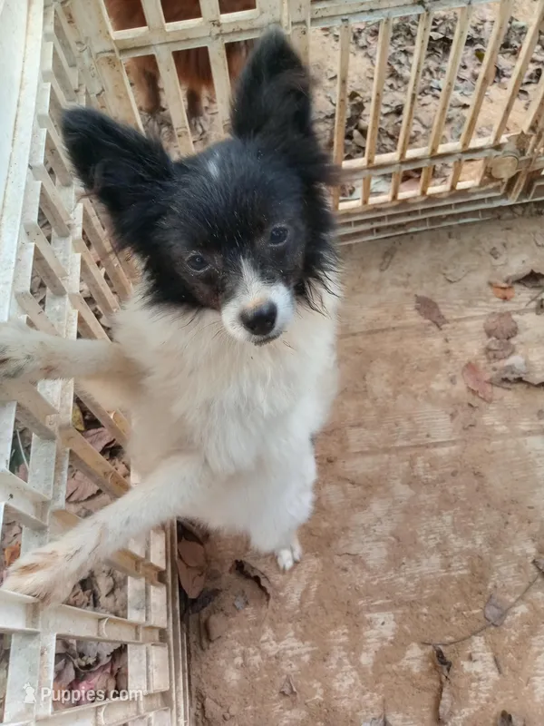Sir Lancealot – Pomeranian puppy for sale in Big Sandy, TX