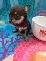 Miss Tina Turner , a female Chihuahua for sale in Big Sandy, TX – 4 of 5
