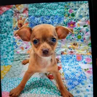Tuti fruity, a female Chihuahua for sale in Big Sandy, TX – Photo 1 of 3