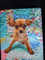 Tuti fruity, a female Chihuahua for sale in Big Sandy, TX – Photo 1 of 3